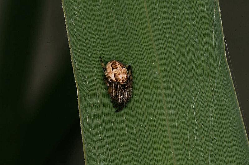 Larinioides_cornutus_D5066_Z_85_Canal du Nivernais_Frankrijk.jpg